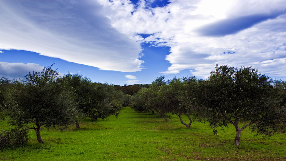 Why Olive Garden Can’t Be Saved by Branding Alone