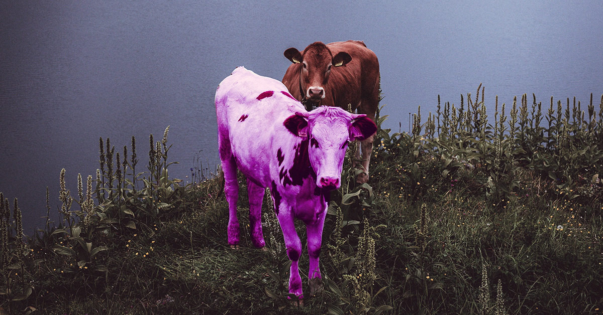 Purple Purple