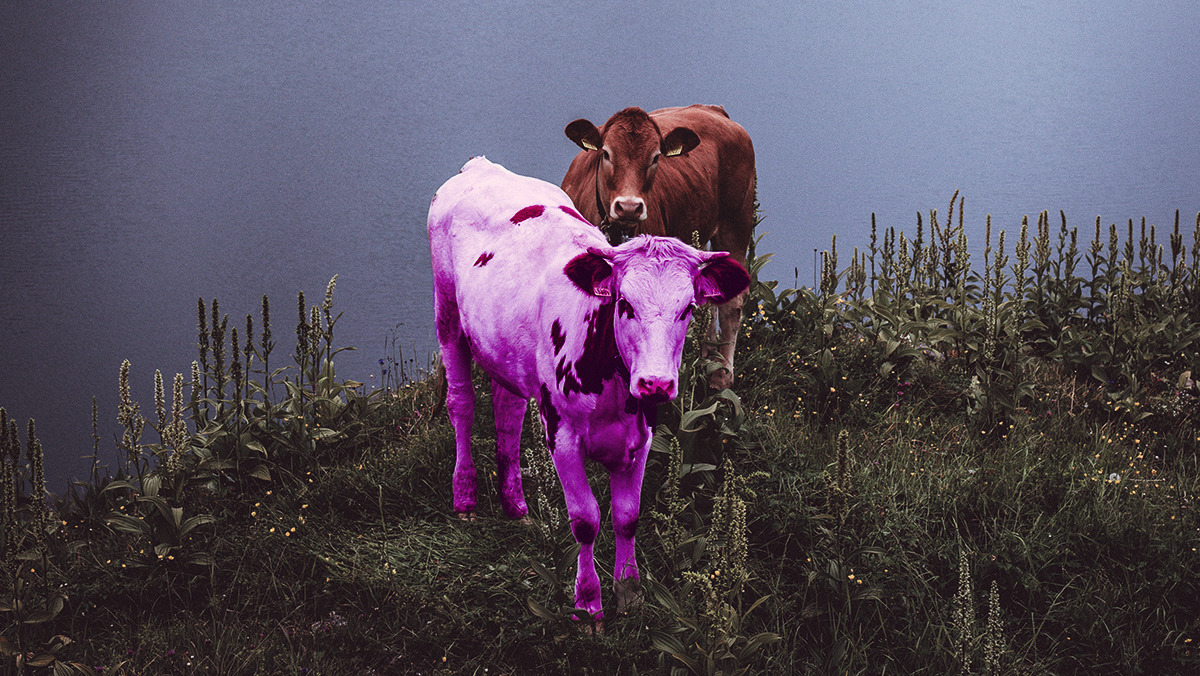 purple cow wallpaper