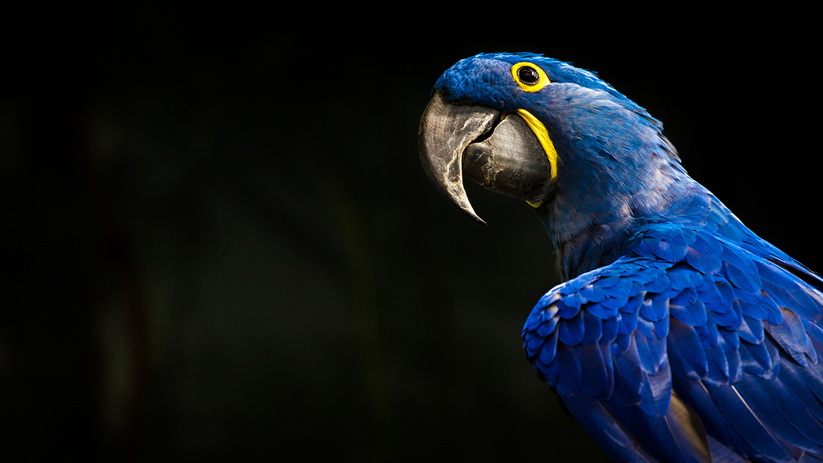 The Stochastic Parrot: Where Knowing and Predicting Diverge