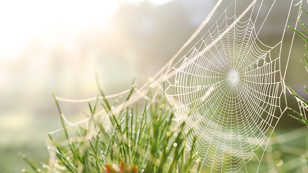 The Marvelous Middle: Meet the Spider in the Web of Brand Building