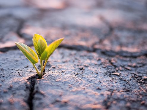 Understanding the Role of Brand Marketing in Corporate Sustainability