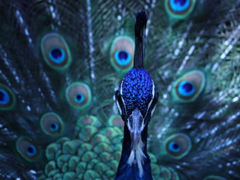 Brand Campaigns, Part 3: How Does Brand Advertising Work?